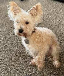 Reunited Male Dog last seen Amal dr and Wellington Murfreesboro Tn, Murfreesboro, TN 37128