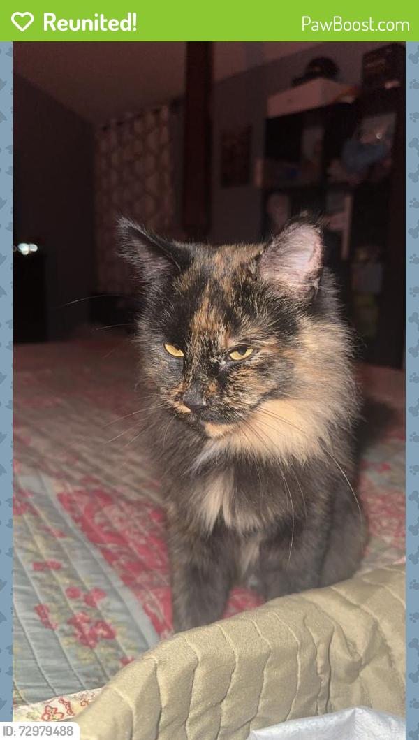 Reunited Female Cat last seen Jordan Creek Rd, Spartanburg County, SC 29385