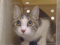 Shelter Stray Female Cat last seen ALPINMEAD CIR/SPENGLER DR, 95828, 3839 Bradshaw Rd, Sacramento, CA 95827, USA