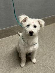 Shelter Stray Male Dog last seen , 655 N Mojave Rd, Las Vegas, NV 89101, USA