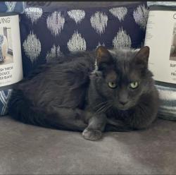 Reunited Female Cat last seen Hoffman, Allouez, WI 54301