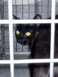 Shelter Stray Female Cat last seen STEWART AVE & N CHRISTY LN, 655 N Mojave Rd, Las Vegas, NV 89101, USA