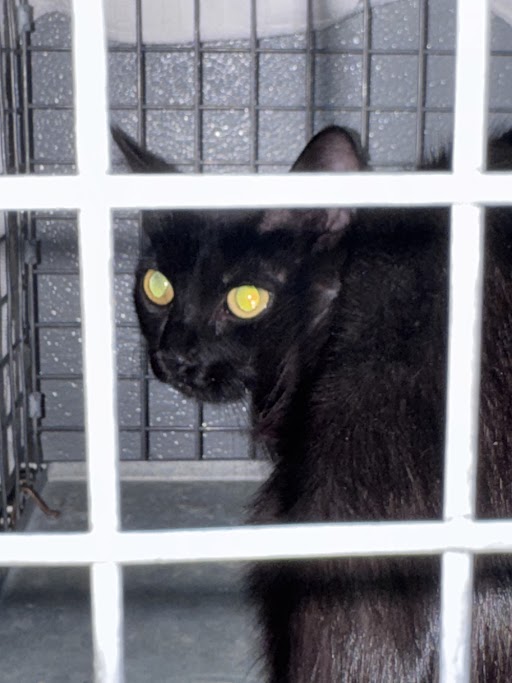 Shelter Stray Female Cat last seen STEWART AVE & N CHRISTY LN, 655 N Mojave Rd, Las Vegas, NV 89101, USA