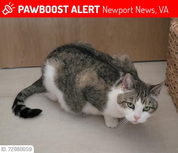 Lost Female Cat last seen Menchville High School, Newport News, VA 23602