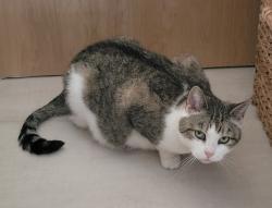 Lost Female Cat last seen Menchville High School, Newport News, VA 23602