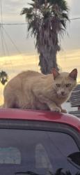 Reunited Male Cat last seen Winter Gardens Blvd, Lakeside, CA 92040