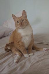 Reunited Male Cat last seen Near Greenwich Ave, Chattanooga, TN 37415, USA, Chattanooga, TN 37415
