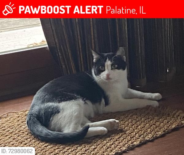 Lost Female Cat last seen Lenwood Dr & Rosalie Ln, Palatine, IL 60074