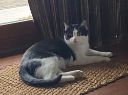 Lost Female Cat last seen Lenwood Dr & Rosalie Ln, Palatine, IL 60074