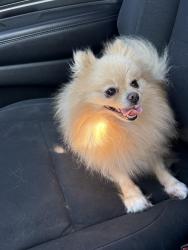 Lost Male Dog last seen stonehedge and stonebelt, Houston, TX 77073