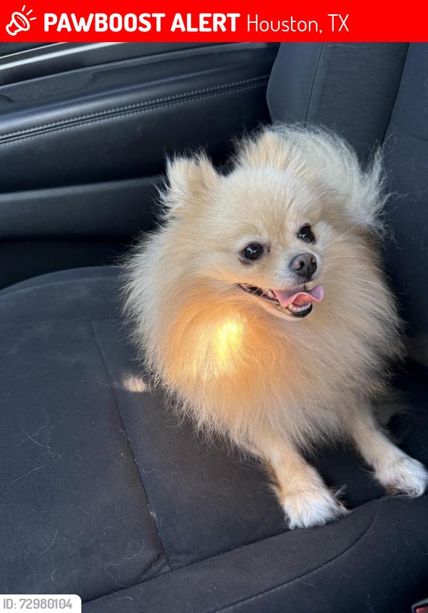 Lost Male Dog last seen stonehedge and stonebelt, Houston, TX 77073