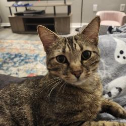 Lost Female Cat last seen Eastridge additions, Norman, OK 73071