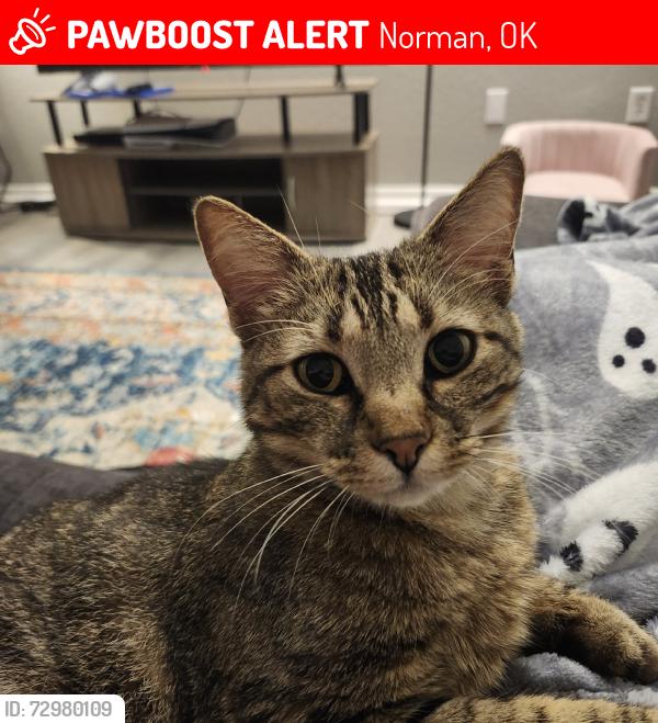 Lost Female Cat last seen Eastridge additions, Norman, OK 73071