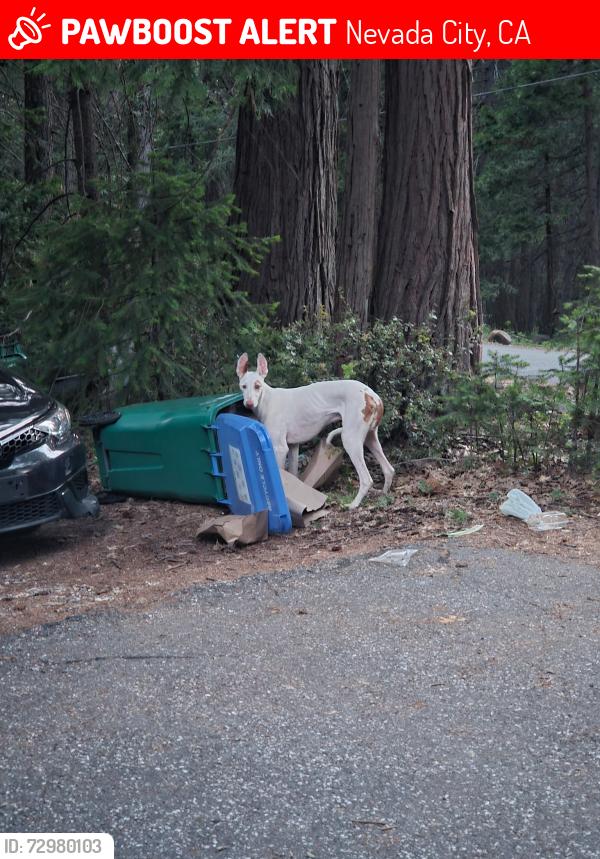 Lost Male Dog last seen Scott's flt and willow valley, Nevada City, CA 95959