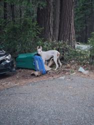 Lost Male Dog last seen Scott's flt and willow valley, Nevada City, CA 95959
