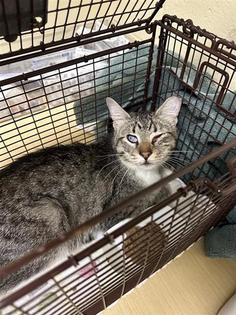 Shelter Stray Male Cat last seen NORTHVIEW DR & GARDEN HWY, 2127 Front St, Sacramento, CA 95818, USA