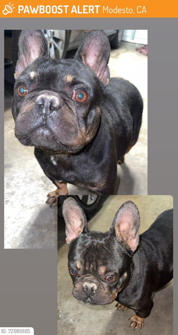 Found/Stray Male Dog last seen Roselawn Ave , Modesto, CA 95351