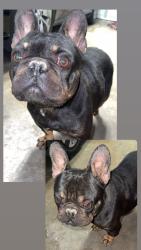 Found/Stray Male Dog last seen Roselawn Ave , Modesto, CA 95351