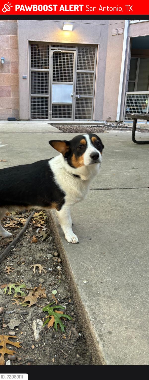Lost Male Dog last seen bandera and ekhert, San Antonio, TX 78240
