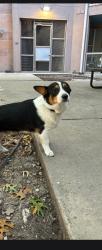Lost Male Dog last seen bandera and ekhert, San Antonio, TX 78240