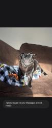 Lost Male Dog last seen bandera and ekhert, San Antonio, TX 78240
