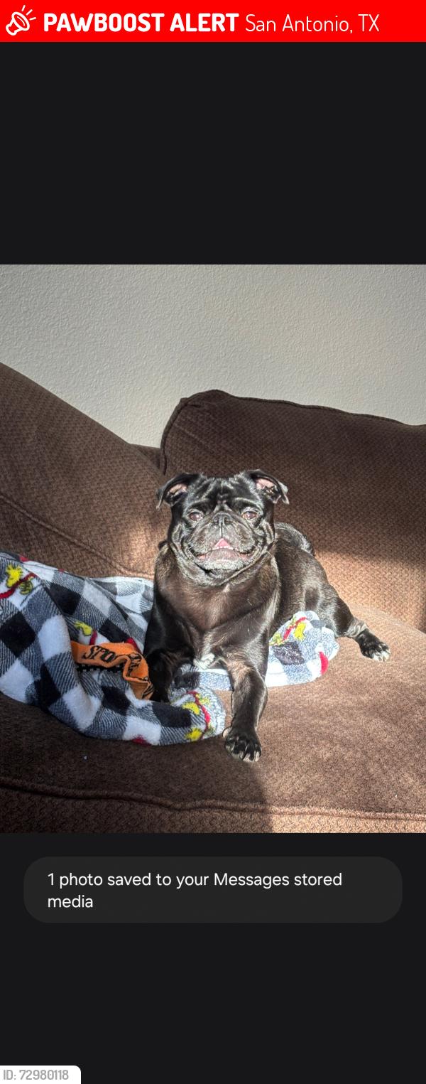 Lost Male Dog last seen bandera and ekhert, San Antonio, TX 78240