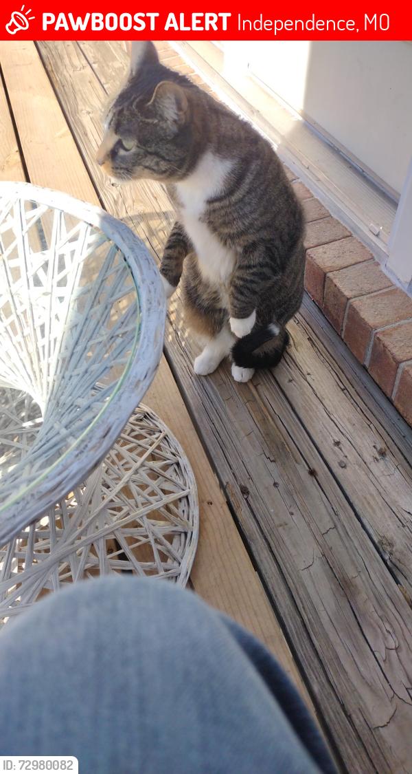 Lost Female Cat last seen E35th st s & s oxford ave, Independence, MO 64052