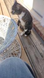 Lost Female Cat last seen E35th st s & s oxford ave, Independence, MO 64052