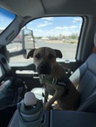 Lost Female Dog last seen Quincy & S Buckley Rd , Aurora, CO 80013