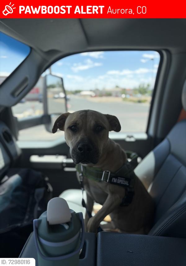 Lost Female Dog last seen Quincy & S Buckley Rd , Aurora, CO 80013