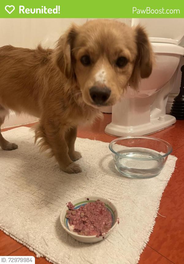 Reunited Male Dog last seen Center and 9th, Oakland, CA 94607