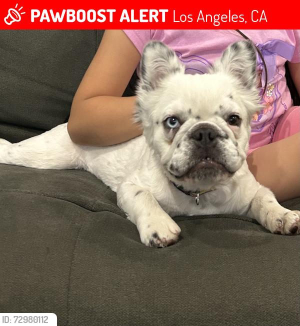 Lost Female Dog last seen Valley Blvd. And N Marianna Ave. , Los Angeles, CA 90032
