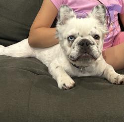 Lost Female Dog last seen Valley Blvd. And N Marianna Ave. , Los Angeles, CA 90032