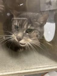 Shelter Stray Female Cat last seen Near BLOCK SE 146TH ST, ISSAQUAH WA 98027, 21615 64th Ave S, Kent, WA 98032, USA