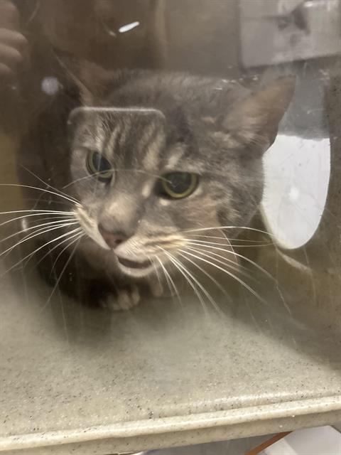 Shelter Stray Female Cat last seen Near BLOCK SE 146TH ST, ISSAQUAH WA 98027, 21615 64th Ave S, Kent, WA 98032, USA