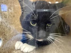 Shelter Stray Male Cat last seen Near BLOCK SW 112TH ST, SEATTLE WA 98146, 21615 64th Ave S, Kent, WA 98032, USA