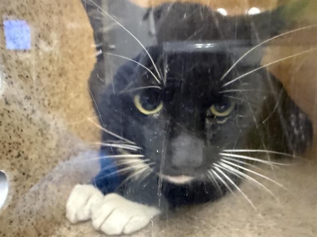 Shelter Stray Male Cat last seen Near BLOCK SW 112TH ST, SEATTLE WA 98146, 21615 64th Ave S, Kent, WA 98032, USA