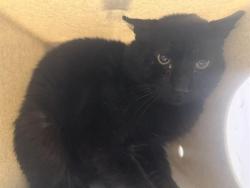 Shelter Stray Male Cat last seen Near BLOCK SW 112TH ST, SEATTLE WA 98146, 21615 64th Ave S, Kent, WA 98032, USA
