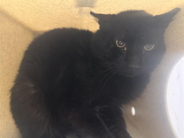 Shelter Stray Male Cat last seen Near BLOCK SW 112TH ST, SEATTLE WA 98146, 21615 64th Ave S, Kent, WA 98032, USA