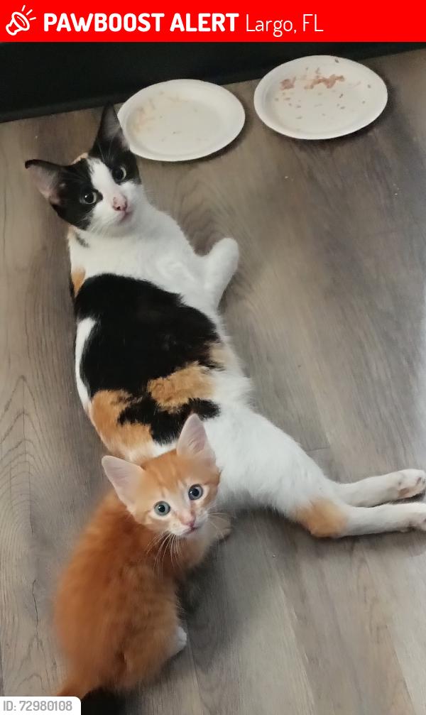 Lost Female Cat last seen Walsingham Road and 131st Street , Largo, FL 33774