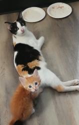 Lost Female Cat last seen Walsingham Road and 131st Street , Largo, FL 33774