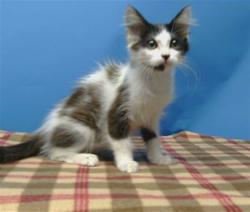 Shelter Stray Female Cat last seen , 216 W Victoria St, Gardena, CA 90248, USA