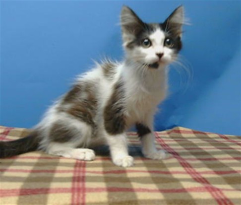 Shelter Stray Female Cat last seen , 216 W Victoria St, Gardena, CA 90248, USA