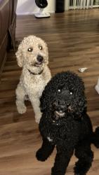 Lost Male Dog last seen Aurora highlands, Aurora, CO 80019
