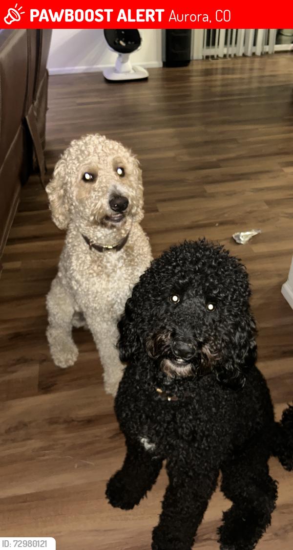 Lost Male Dog last seen Aurora highlands, Aurora, CO 80019