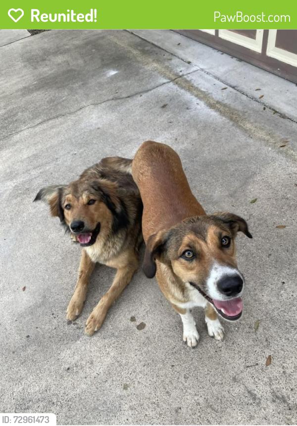 Reunited Male Dog last seen Bentsen & Pecan, McAllen, TX 78501