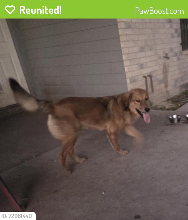 Reunited Male Dog last seen HEB Pecan & Ware, McAllen, TX 78501
