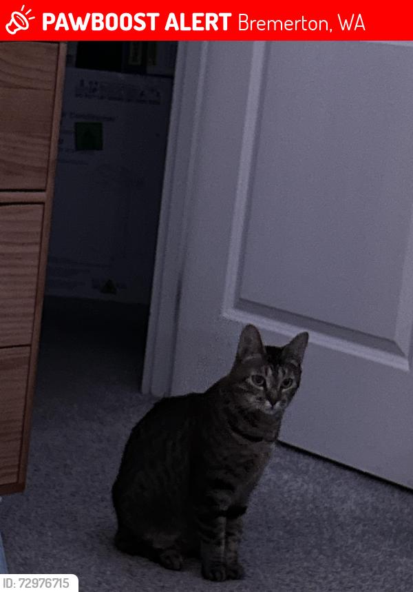 Lost Female Cat last seen American shorthair tabby , Bremerton, WA 98312