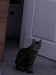 Lost Female Cat last seen American shorthair tabby , Bremerton, WA 98312