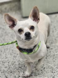 Shelter Stray Male Dog last seen Near BLOCK GRATIOT AVE, DETROIT MI 48205, 7401 Chrysler Dr, Detroit, MI 48211, USA